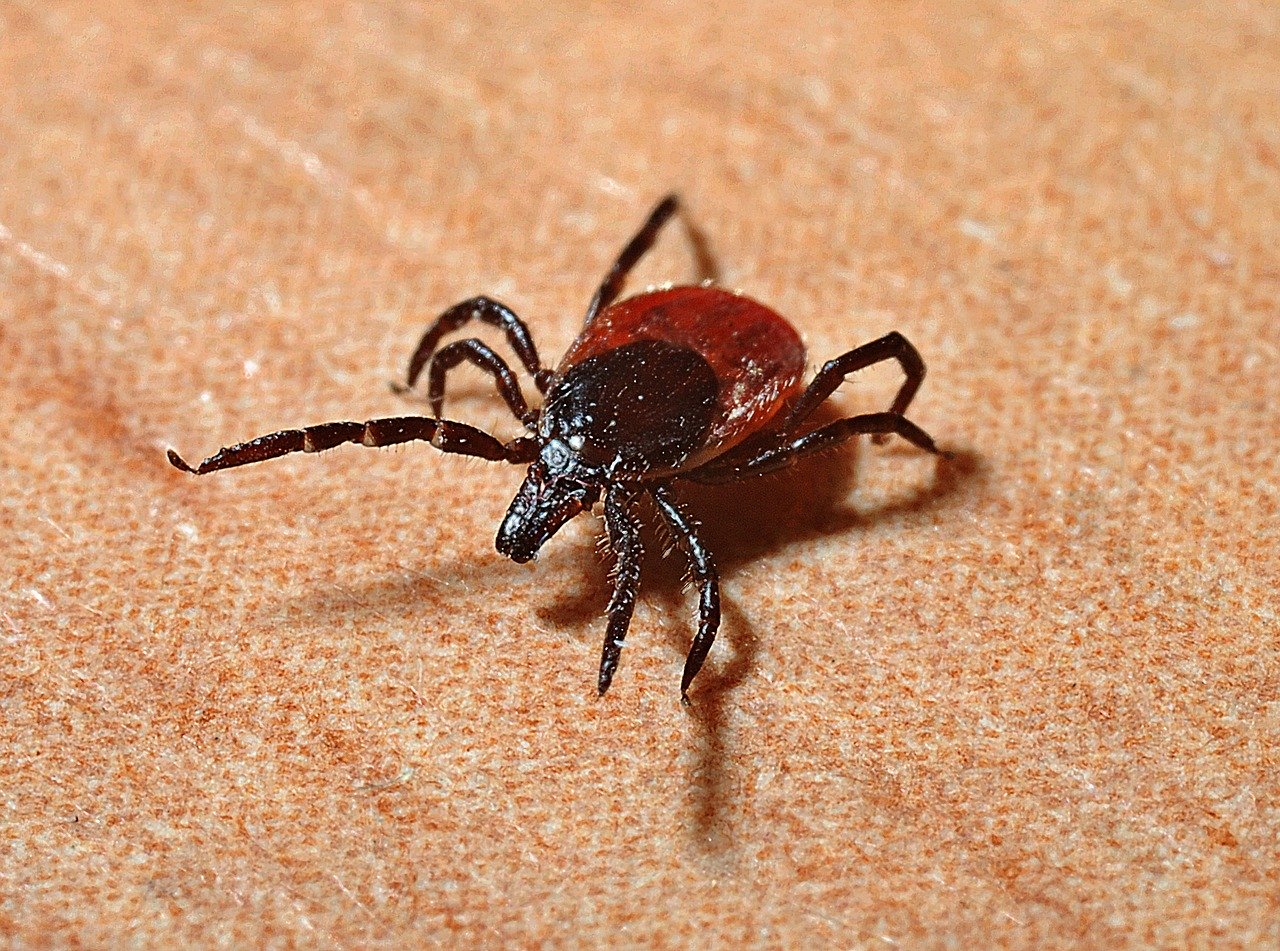 Cómo deshacerse de las garrapatas usando bicarbonato de sodio: ¡AQUÍ está la receta y no obtendrás ni una!