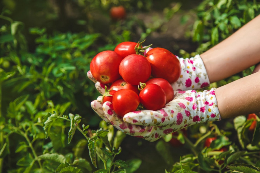 Tomates