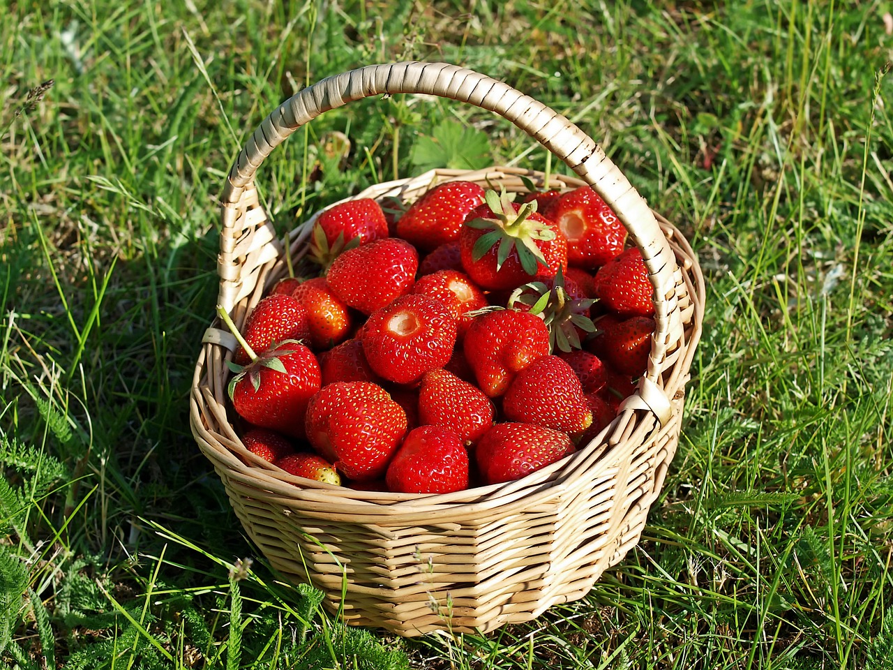 El productor me mostró una manera fácil de saber si las fresas fueron rociadas: ¡TENGA EN CUENTA este detalle!