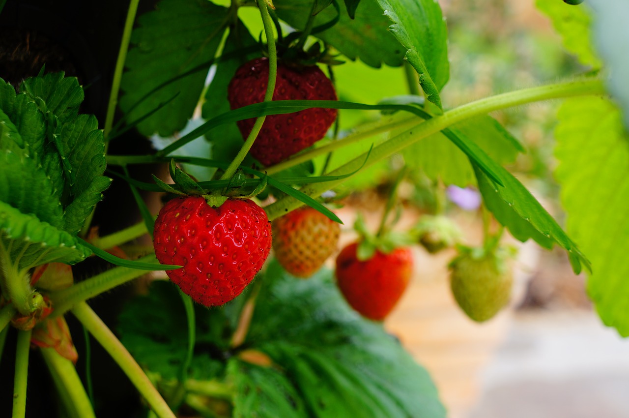 El productor me mostró una manera fácil de saber si las fresas fueron rociadas: ¡TENGA EN CUENTA este detalle!