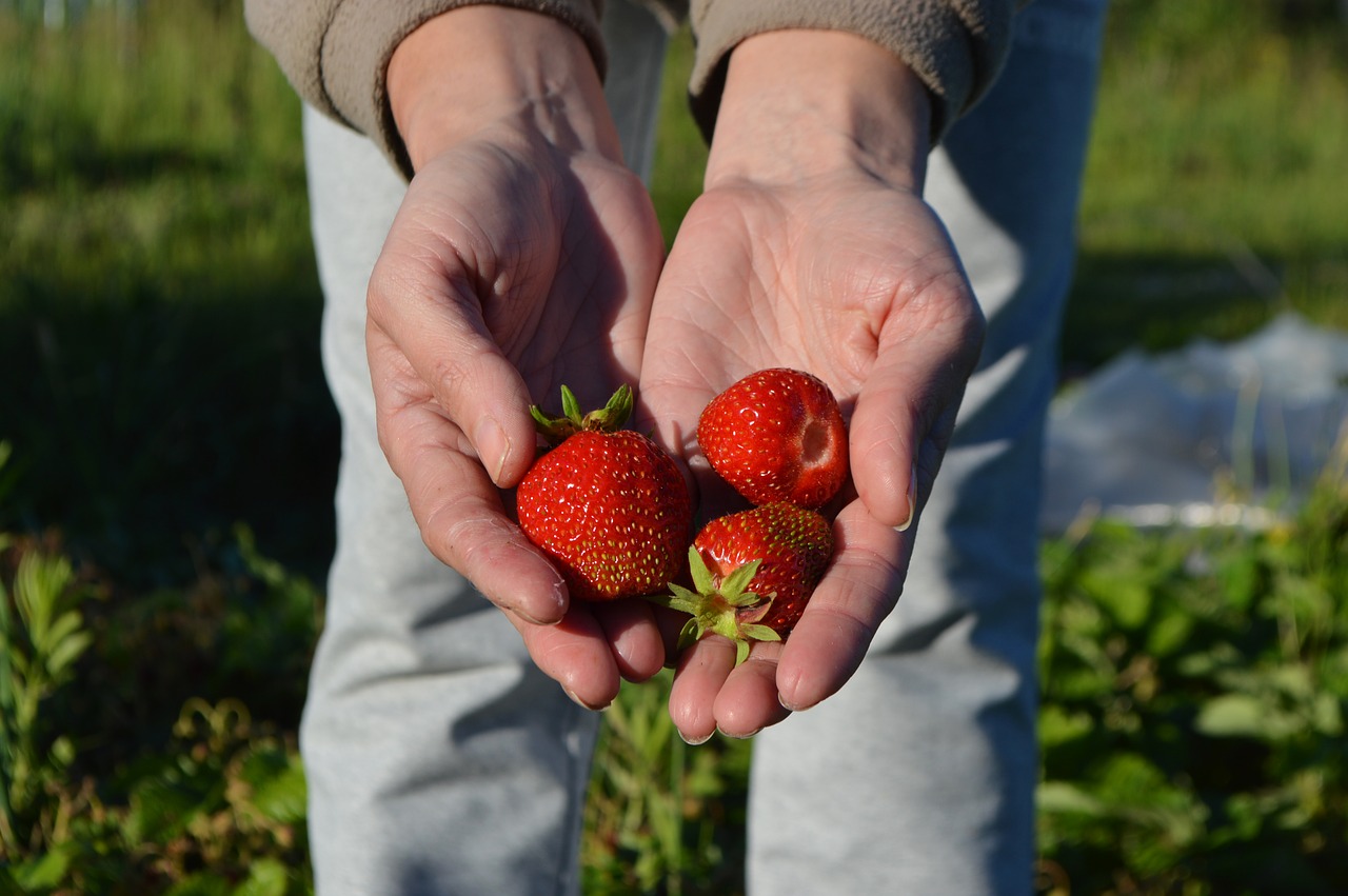 El productor me mostró una manera fácil de saber si las fresas fueron rociadas: ¡TENGA EN CUENTA este detalle!