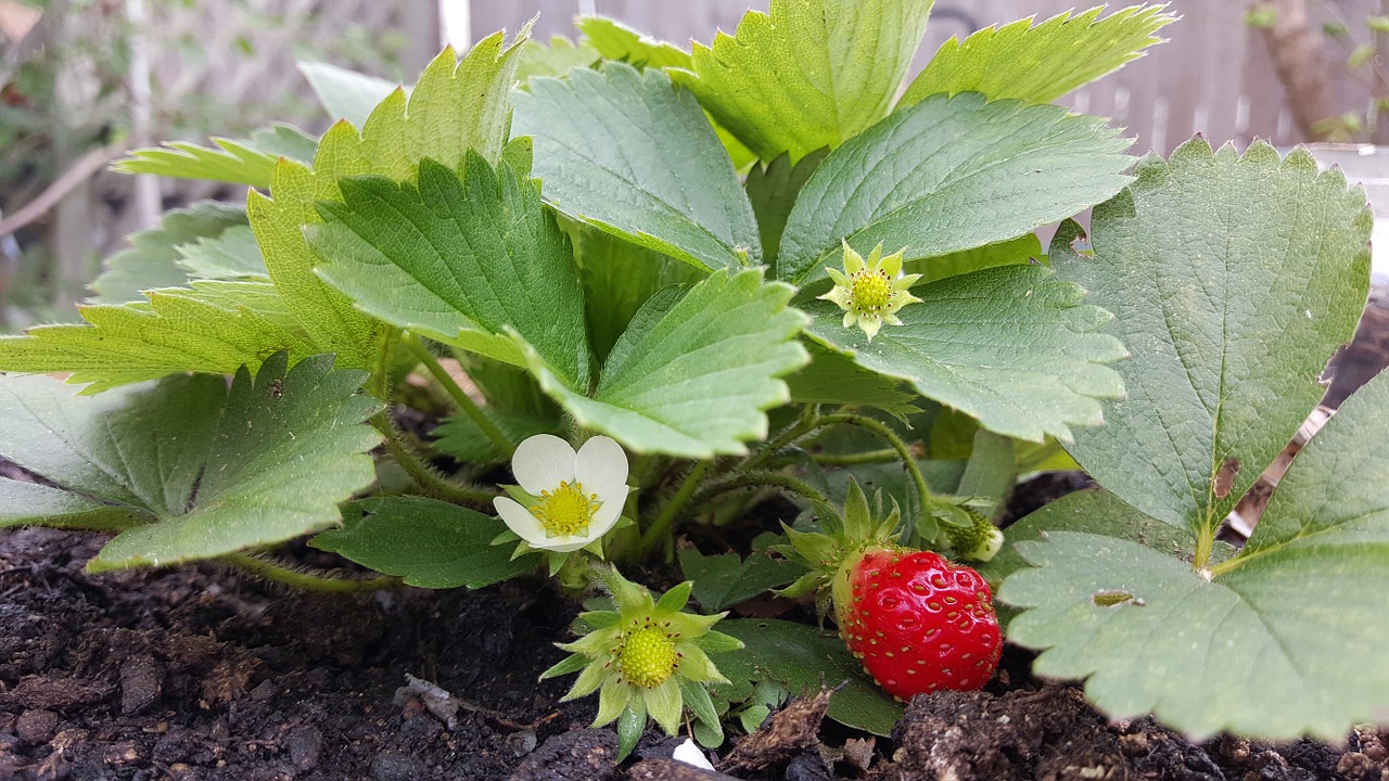 El productor me mostró una manera fácil de saber si las fresas fueron rociadas: ¡TENGA EN CUENTA este detalle!